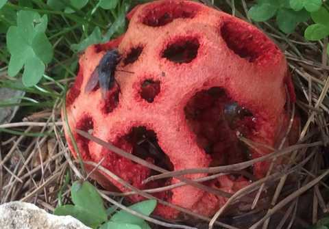 Rossa, maleodorante e tossica: una creatura ''aliena'' nei giardini di Bari